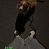 Blue a rejoint le concours — aidez-le/la à gagner de superbes lots ! dog, puppy, pet, outdoor, night, street, asphalt, leash, shadow, walking, sneakers, shoes, person, legs, pants, shirt, animal, brown_and_white, looking_up, text_overlay