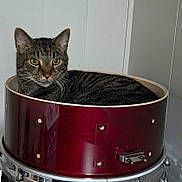 Papoi Alejandro is registered to the contest to win money with this photo: cat, tabby_cat, pet, drum, drum_shell, snare_drum, yellow_eyes, indoors, relaxing, fur, striped, close_up, container, music_equipment, instrument, sitting, metal, wood, home, portrait