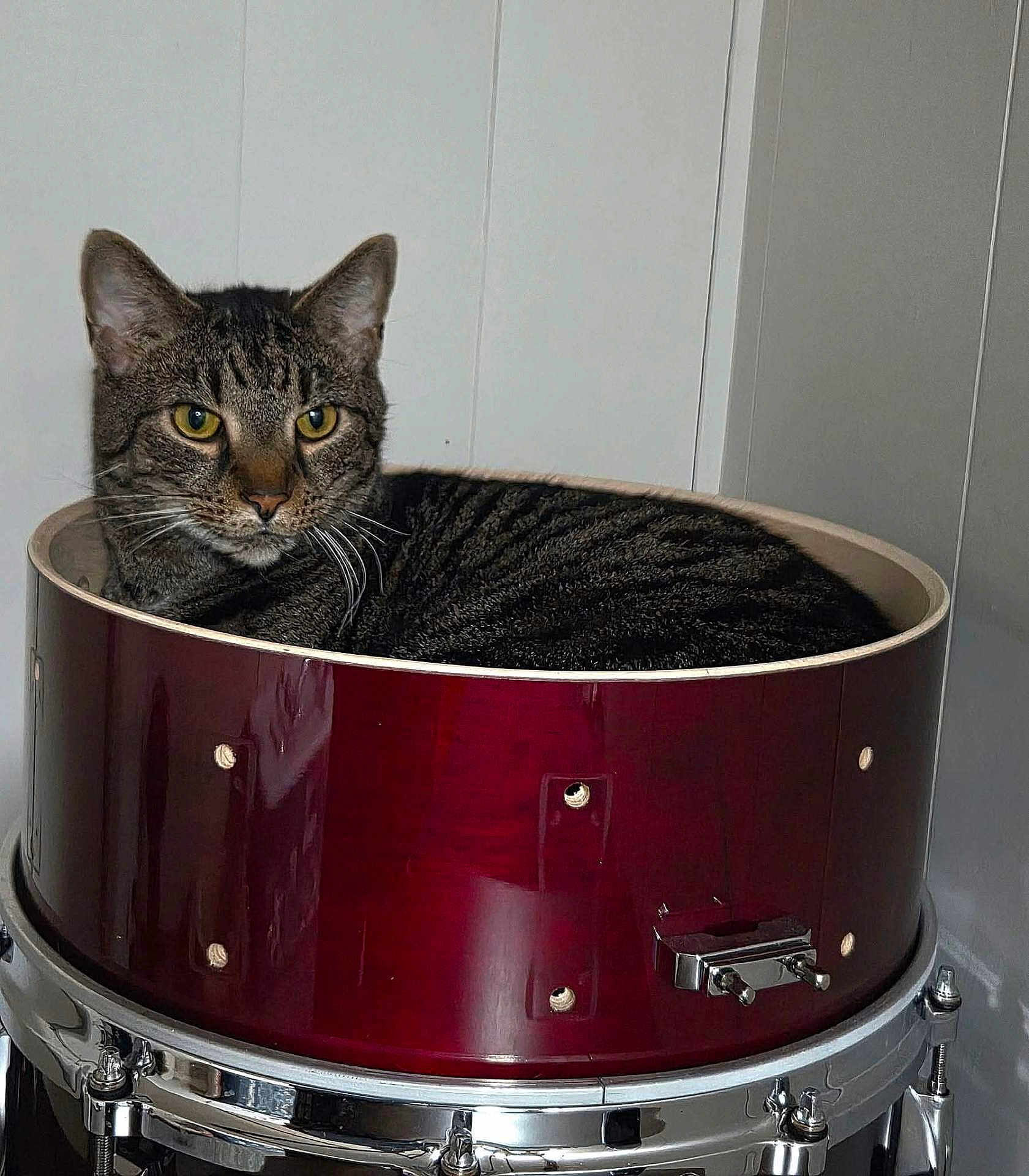 Papoi Alejandro is registered to the contest to win money with this photo: cat, tabby_cat, pet, drum, drum_shell, snare_drum, yellow_eyes, indoors, relaxing, fur, striped, close_up, container, music_equipment, instrument, sitting, metal, wood, home, portrait