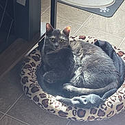 Zoe Ariel joined the competition — help win amazing prizes! cat, feline, pet, pet_bed, leopard_print, tile_floor, indoor, domestic, whiskers, green_eyes, ears, cozy, sunlight, shadow, blanket, curled_up, looking_at_camera, home_decor, mammal, floor_tile