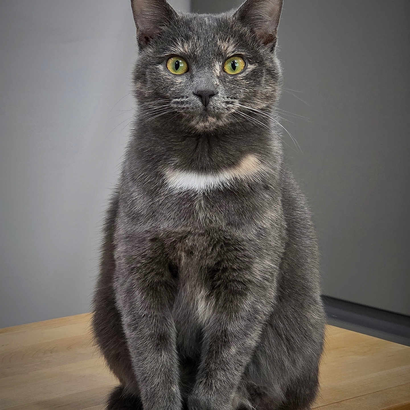 Zoe Ariel joined the competition — help win amazing prizes! calm, cat, close_up, curious, domestic_animal, ears, feline, gray_fur, green_eyes, indoor, minimal_background, paws, pet, portrait, sitting, studio_lighting, tail, whiskers, white_chest, wooden_table