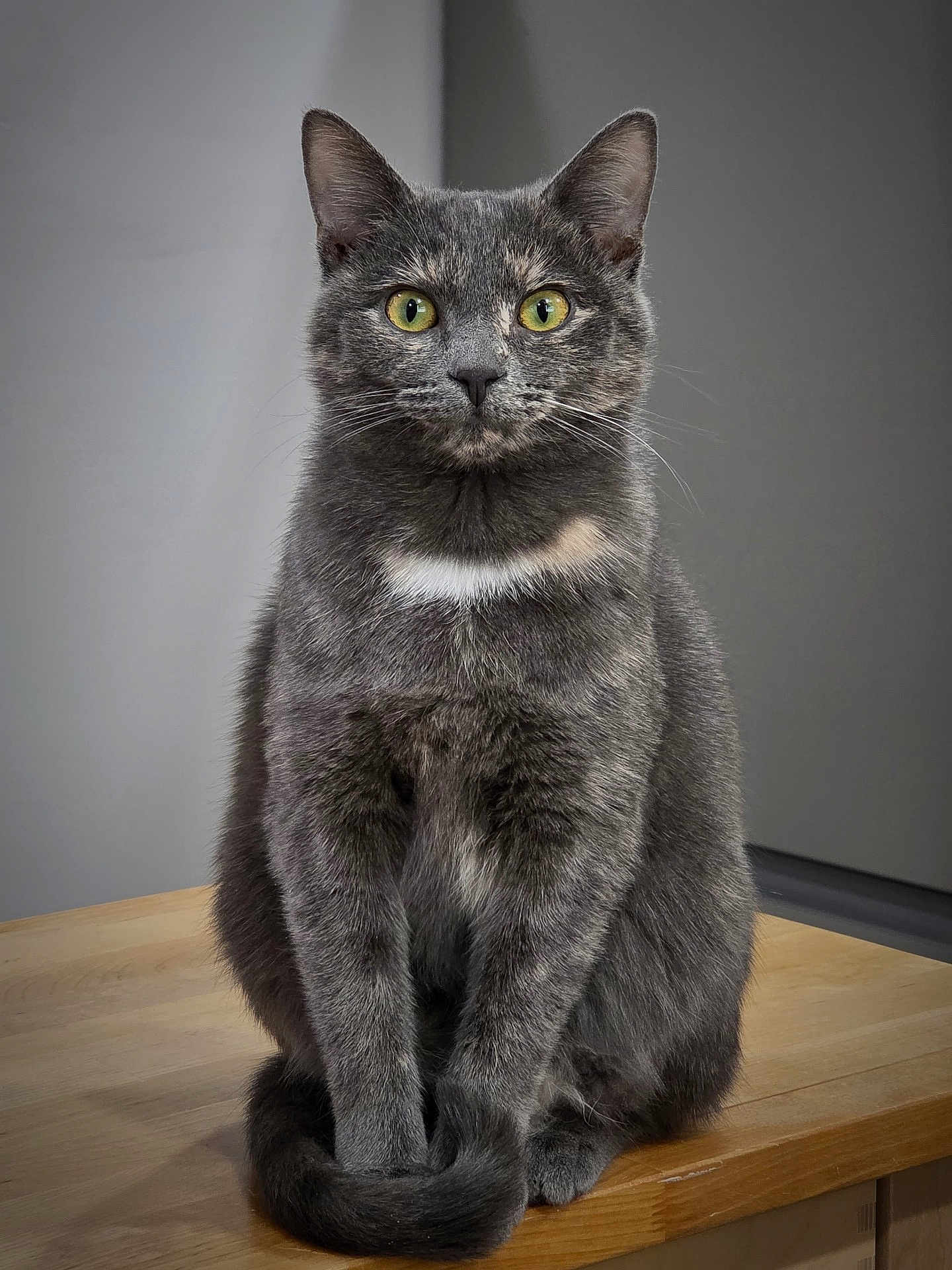Zoe Ariel joined the competition — help win amazing prizes! cat, feline, pet, portrait, green_eyes, gray_fur, white_chest, whiskers, sitting, wooden_table, indoor, close_up, ears, tail, paws, calm, curious, domestic_animal, minimal_background, studio_lighting