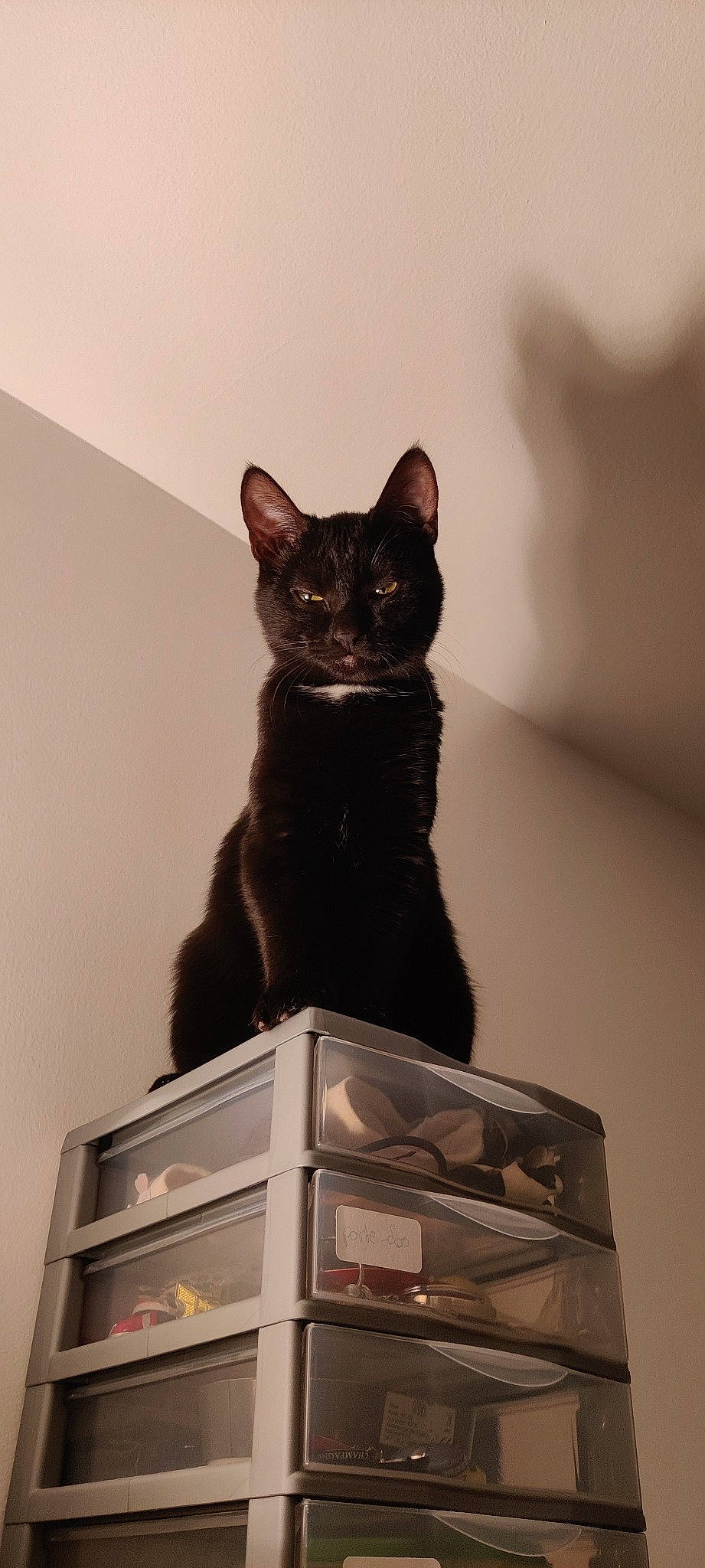 Kaly a rejoint le concours — aidez-le/la à gagner de superbes lots ! black_cat, bombay, box, carnivore, cat, domestic_short_haired_cat, felidae, fur, grey, packaging_and_labeling, paper_product, pet_supply, small_to_medium_sized_cats, snout, tail, whiskers