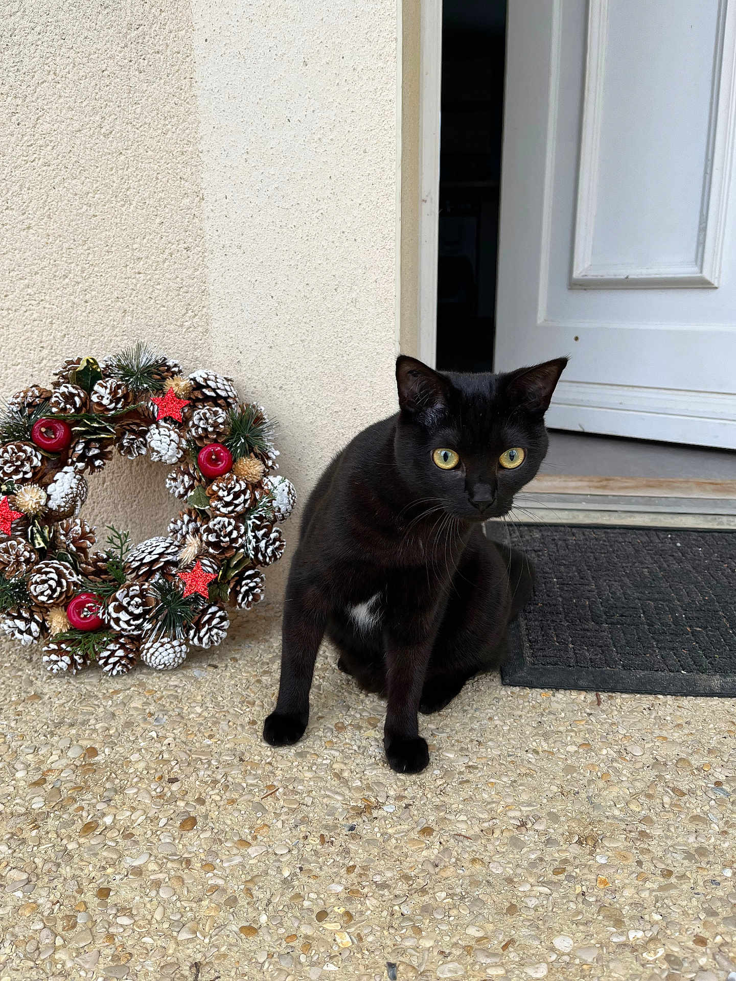 Nala participe au concours pour gagner de l'argent avec cette photo : black_cat, cat, pet, animal, doorstep, wreath, pinecones, red_stars, yellow_eyes, outdoor, door, mat, pebble_floor, holiday_decor, festive, curious, sitting, fur, whiskers, nature