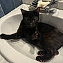 Ruby a rejoint le concours — aidez-le/la à gagner de superbes lots ! black_cat, cat, sink, bathroom, paw, faucet, tiles, pet, animal, indoor, relaxed, cute, whiskers, fur, pink_paw_pads, reflection, closeup, water_drops, household, curious