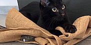 Ruby participe au concours pour gagner de l'argent avec cette photo : black_cat, cat, animal, pet, indoor, burlap, fabric, floor, tile_floor, alert, fur, whiskers, ears, eyes, paws, domestic_cat, resting, close_up, cute, feline