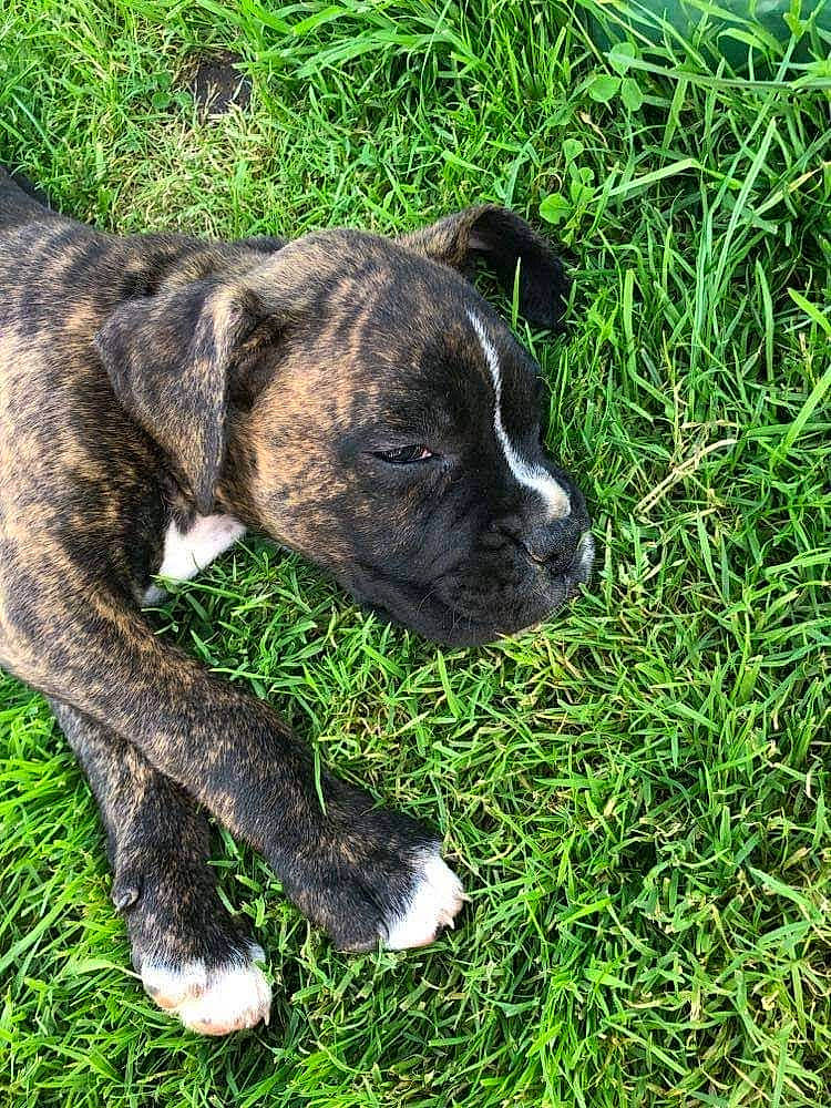 Sanka participe au concours pour gagner de l'argent avec cette photo : ancient_dog_breeds, boxer, canidae, carnivore, collar, companion_dog, dog, dog_breed, dog_collar, fawn, grass, groundcover, molosser, non_sporting_group, plant, sporting_group, terrestrial_animal, whiskers, working_animal, working_dog