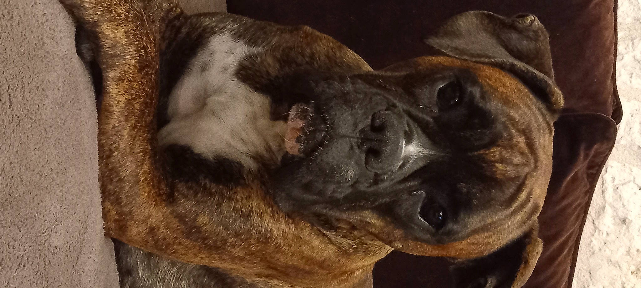 Sanka a rejoint le concours — aidez-le/la à gagner de superbes lots ! canidae, carnivore, companion_dog, dog, dog_breed, ear, fawn, fur, guard_dog, liver, paw, plant, snout, sporting_group, tail, terrestrial_animal, whiskers, wood, working_animal, wrinkle