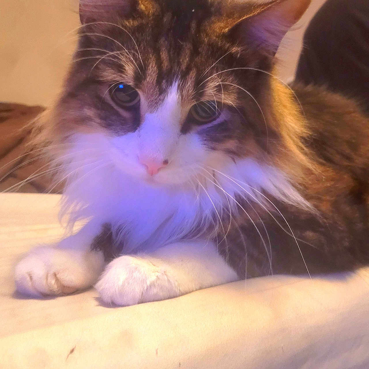 Leo