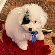 Ace Ventura Nicholas joined the competition — help win amazing prizes! puppy, dog, white_fur, black_patch, blue_ribbon, curious, indoor, carpet, red_rug, wooden_floor, pet, cute, fluffy, small_dog, animal, domestic, sitting, adorable, young_dog, companion