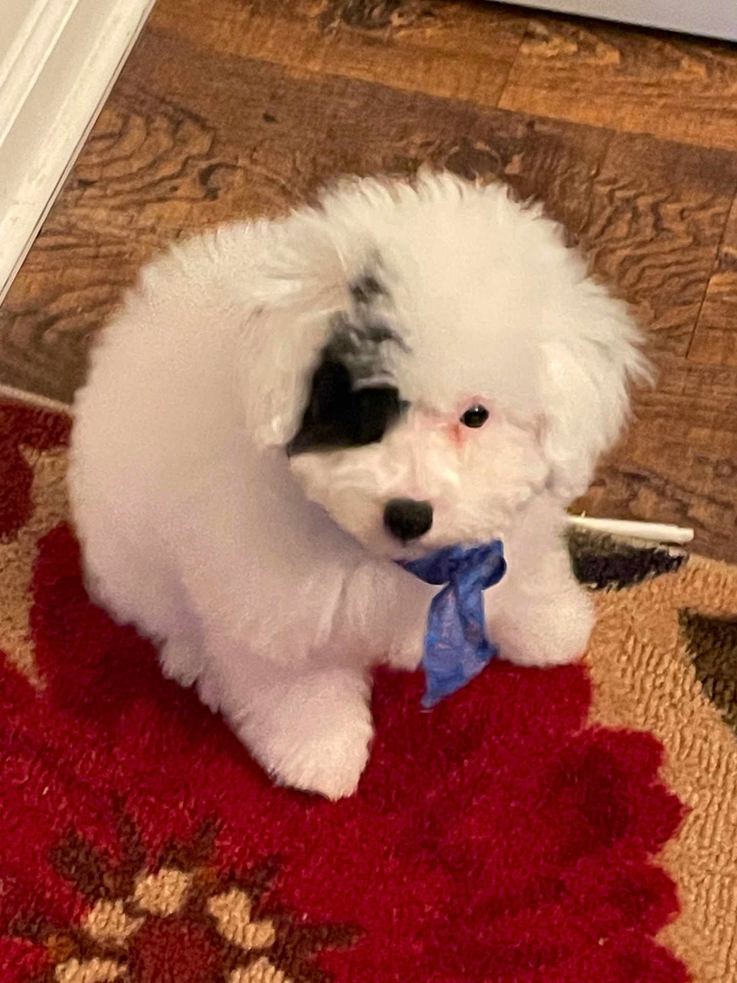 Ace Ventura Nicholas joined the competition — help win amazing prizes! puppy, dog, white_fur, black_patch, blue_ribbon, curious, indoor, carpet, red_rug, wooden_floor, pet, cute, fluffy, small_dog, animal, domestic, sitting, adorable, young_dog, companion