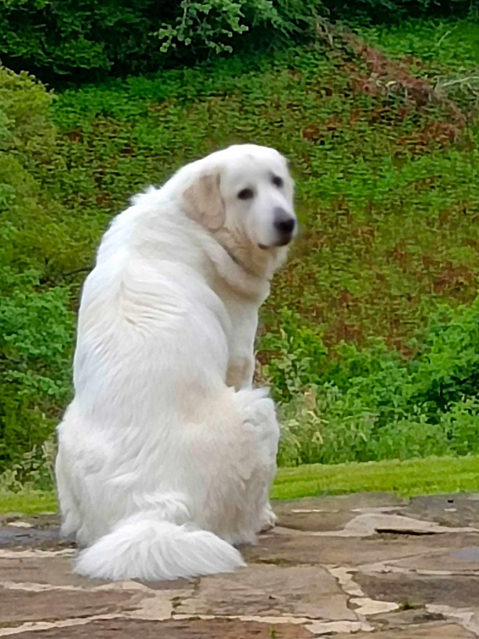 Belle a rejoint le concours — aidez-le/la à gagner de superbes lots ! biting, canidae, carnivore, companion_dog, dog, dog_breed, grass, gun_dog, livestock_guardian_dog, plant, polish_tatra_sheepdog, snout, sporting_group, terrestrial_animal, tree, working_animal, working_dog