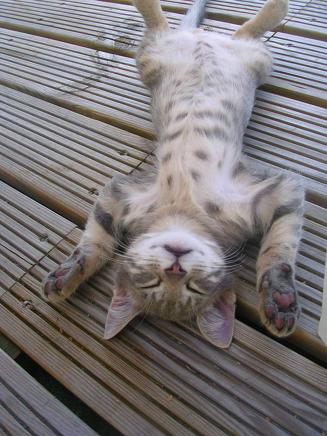 Mimi a rejoint le concours — aidez-le/la à gagner de superbes lots ! carnivore, cat, claw, domestic_short_haired_cat, felidae, foot, fur, gesture, paw, small_to_medium_sized_cats, snout, tail, terrestrial_animal, whiskers, wood