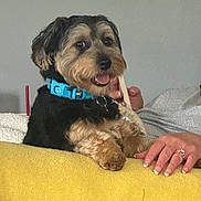 Teddy Bear joined the competition — help win amazing prizes! animal, blanket, blue_collar, collar, companion, cozy, cute, dog, fur, fur_texture, hand, happy, indoor, person, pet, ring, sitting, small_dog, tongue_out, yellow_blanket