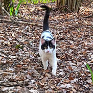 Fodes a rejoint le concours — aidez-le/la à gagner de superbes lots ! cat, animal, forest, leaves, outdoor, nature, tree, walking, black_and_white, fur, tail, ground, wildlife, daylight, plant, trunk, mammal, whiskers, alert, curious