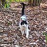 cat, animal, forest, leaves, outdoor, nature, tree, walking, black_and_white, fur, tail, ground, wildlife, daylight, plant, trunk, mammal, whiskers, alert, curious