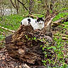 Fodes participe au concours pour gagner de l'argent avec cette photo : cat, tree_stump, forest, greenery, branches, leaves, outdoor, nature, animal, wildlife, wood, spring, mammal, black_and_white, resting, feline, flora, bark, natural_light, peaceful