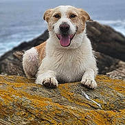 Awa a rejoint le concours — aidez-le/la à gagner de superbes lots ! dog, animal, outdoor, rock, ocean, water, waves, nature, pet, moss, landscape, happy, tongue_out, canine, coast, sky, background, resting, screenshot, phone