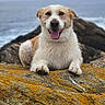 dog, animal, pet, rock, ocean, water, nature, outdoor, smiling, happy, fur, tongue, background_blur, phone_screenshot, app_icons, status_bar, landscape, coast, resting, portrait