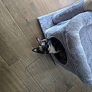 Patches joined the competition — help win amazing prizes! cat, calico_cat, pet, blanket, gray_blanket, wooden_floor, indoor, cozy, cute, wide_eyed, looking_at_camera, whiskers, ears, fur, black_fur, white_fur, orange_patches, crouching, home, portrait