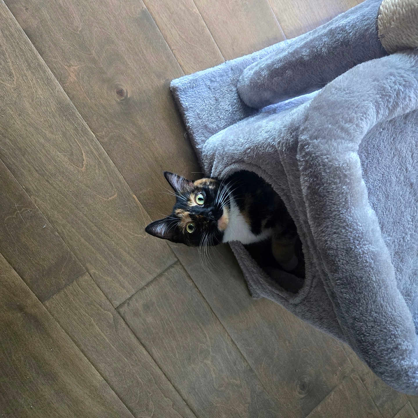 Patches joined the competition — help win amazing prizes! cat, calico_cat, pet, blanket, gray_blanket, wooden_floor, indoor, cozy, cute, wide_eyed, looking_at_camera, whiskers, ears, fur, black_fur, white_fur, orange_patches, crouching, home, portrait