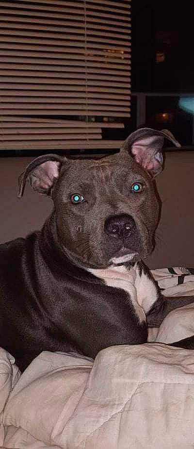 Gaïa participe au concours pour gagner de l'argent avec cette photo : canidae, carnivore, comfort, companion_dog, dog, dog_breed, ear, fawn, fur, liver, non_sporting_group, snout, sporting_group, terrestrial_animal, whiskers, working_animal