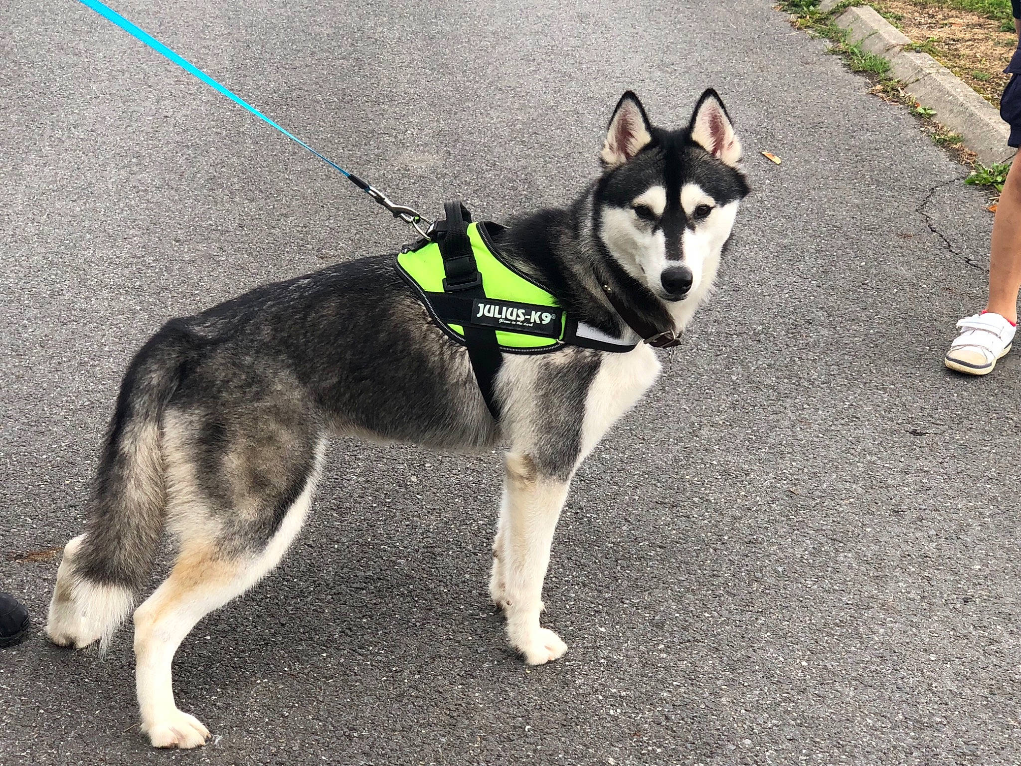 Husky Loula participe au concours pour gagner de l'argent avec cette photo : alaskan_malamute, canidae, carnivore, dog, dog_breed, fashion_accessory, jamthund, labrador_husky, leash, mammal, native_american_indian_dog, northern_inuit_dog, sakhalin_husky, seppala_siberian_sleddog, siberian_husky, sled_dog, sporting_group, tamaskan_dog, vertebrate, wolfdog