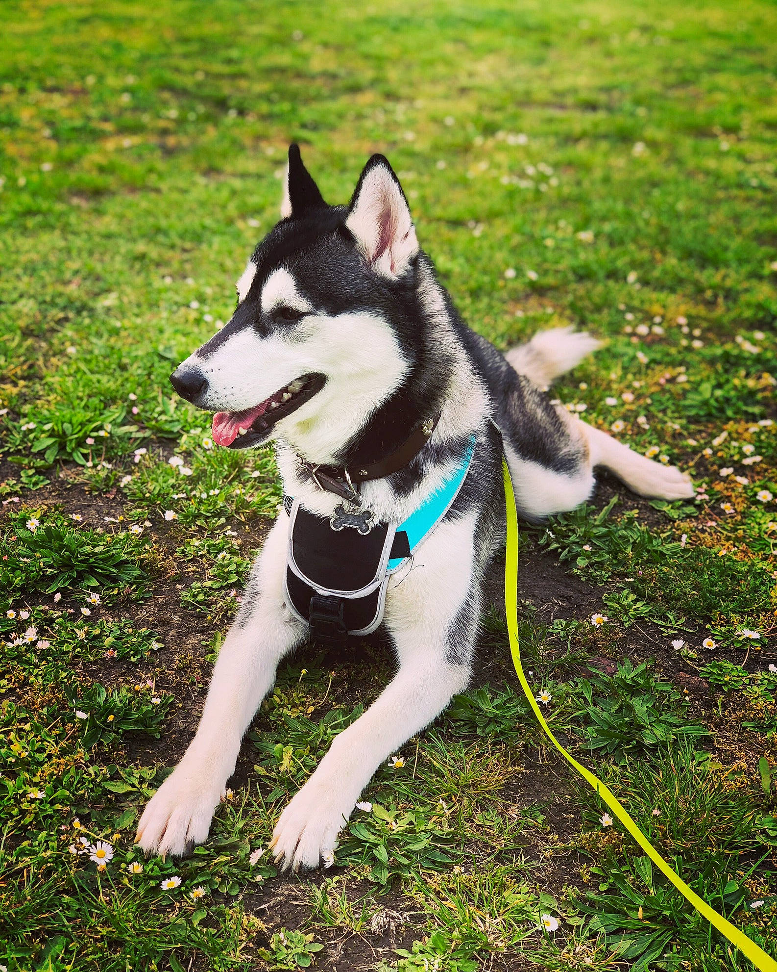 Husky Loula participe au concours pour gagner de l'argent avec cette photo : alaskan_klee_kai, alaskan_malamute, canidae, carnivore, dog, dog_breed, east_siberian_laika, mammal, miniature_siberian_husky, native_american_indian_dog, northern_inuit_dog, sakhalin_husky, seppala_siberian_sleddog, siberian_husky, sled_dog, snout, sporting_group, tamaskan_dog, vertebrate, working_dog
