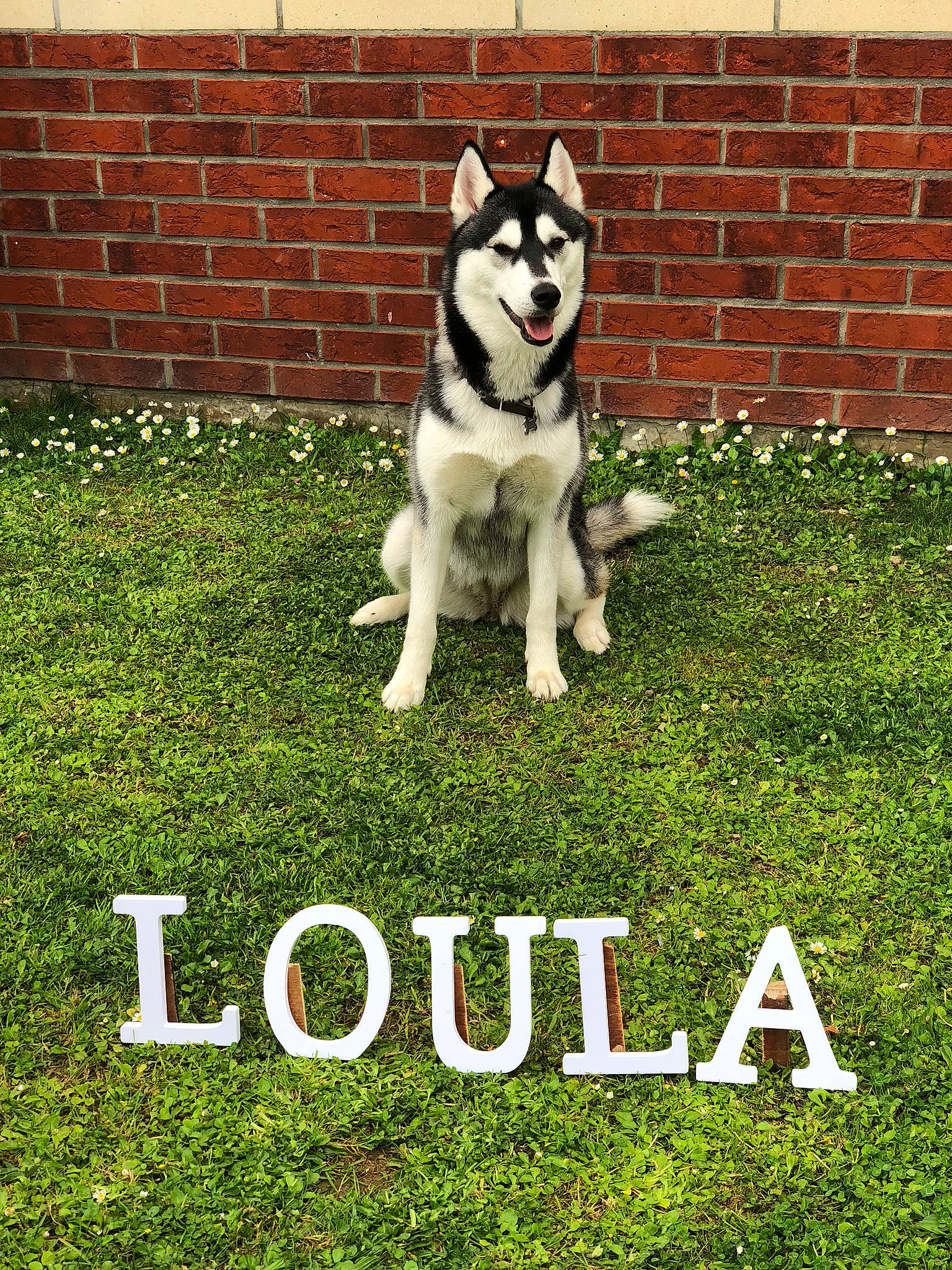 Husky Loula participe au concours pour gagner de l'argent avec cette photo : alaskan_klee_kai, alaskan_malamute, canidae, carnivore, dog, dog_breed, grass, lawn, mammal, native_american_indian_dog, northern_inuit_dog, photo_caption, sakhalin_husky, seppala_siberian_sleddog, siberian_husky, sled_dog, tamaskan_dog, vertebrate, wolfdog, working_dog