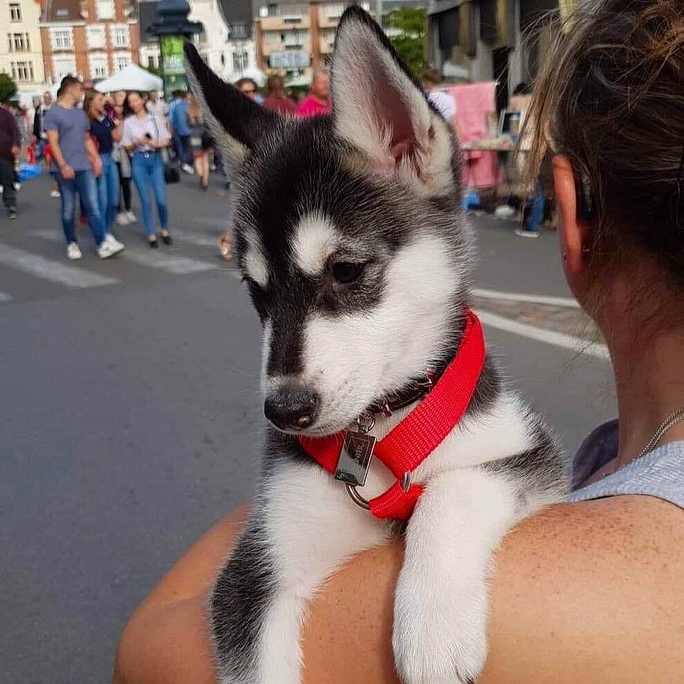 Husky Loula participe au concours pour gagner de l'argent avec cette photo : alaskan_klee_kai, alaskan_malamute, canadian_eskimo_dog, canidae, carnivore, dog, dog_breed, fur, mammal, miniature_siberian_husky, rare_breed_dog, sakhalin_husky, seppala_siberian_sleddog, siberian_husky, sled_dog, snapshot, snout, vertebrate, wolfdog, working_dog