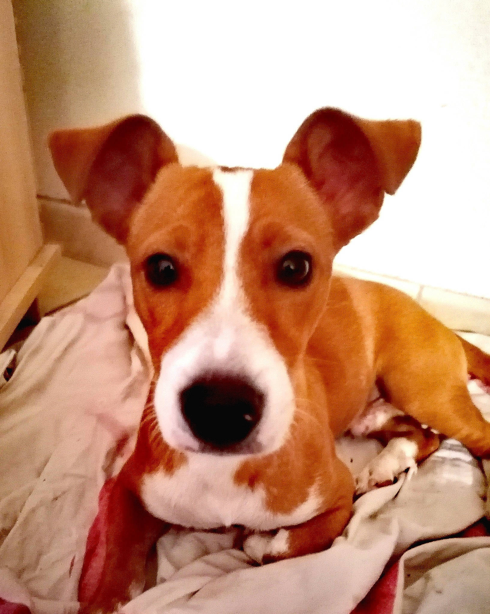 Jump a rejoint le concours — aidez-le/la à gagner de superbes lots ! basenji, canidae, carnivore, companion_dog, dog, dog_breed, ear, fawn, ibizan_hound, irishjacks, jack_russell_terrier, mammal, podenco_canario, puppy, rare_breed_dog, russell_terrier, snout, sporting_group, vertebrate, whiskers