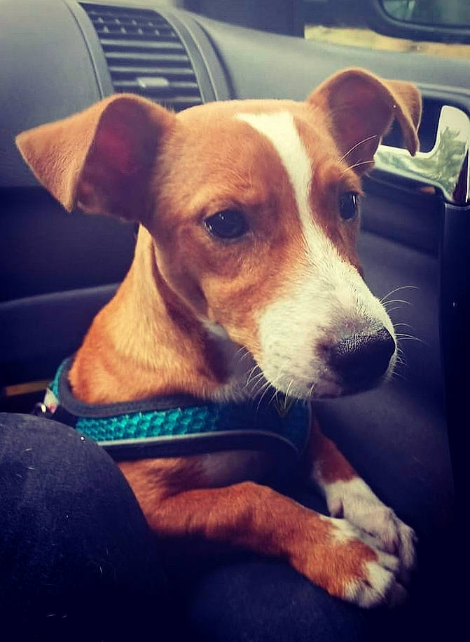 Jump participe au concours pour gagner de l'argent avec cette photo : canidae, carnivore, companion_dog, dog, dog_breed, ear, fawn, feist, fox_terrier, mammal, puppy, rat_terrier, snout, sporting_group, whiskers