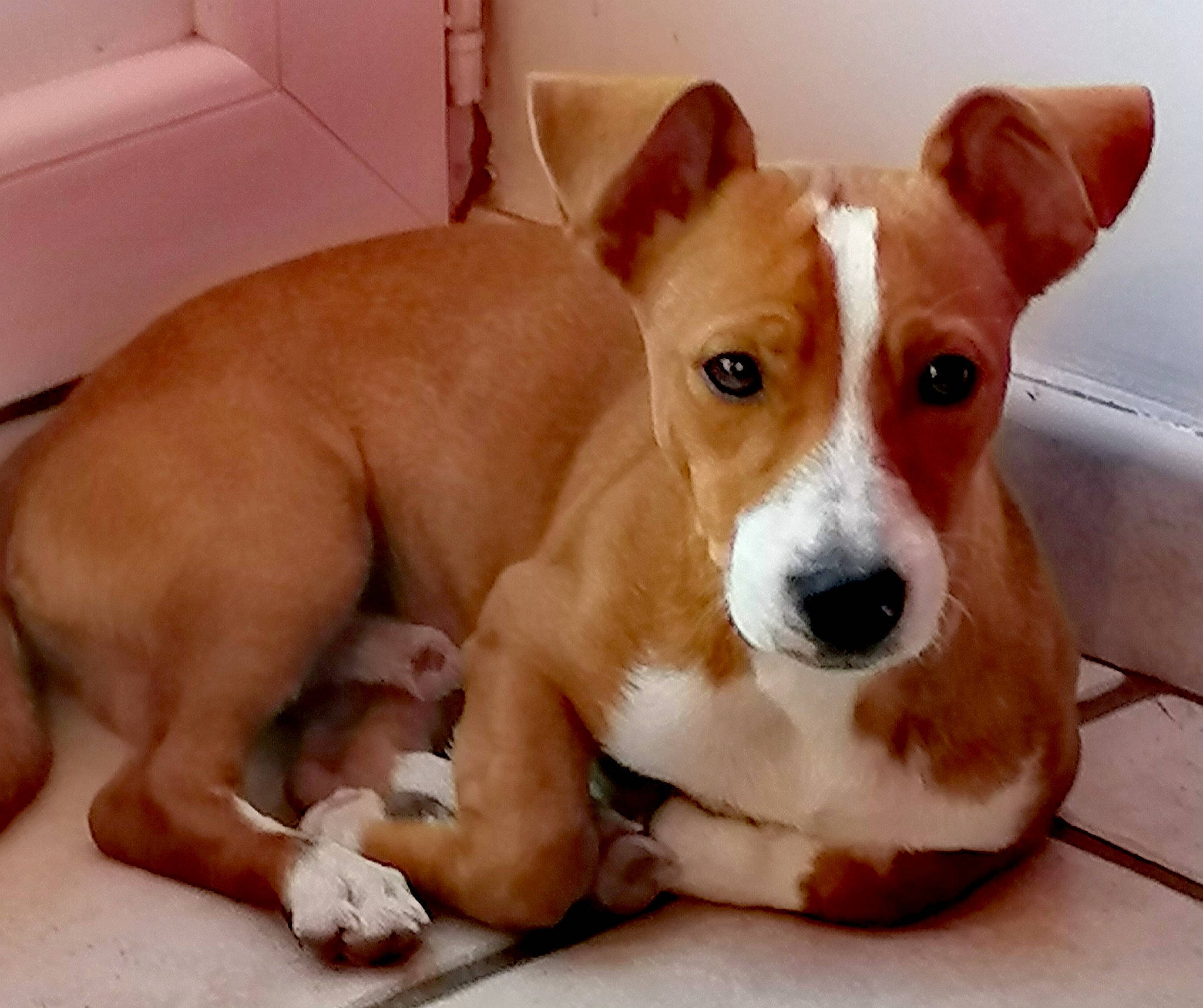 Jump a rejoint le concours — aidez-le/la à gagner de superbes lots ! ancient_dog_breeds, basenji, canidae, carnivore, companion_dog, dog, dog_breed, fawn, mammal, miniature_fox_terrier, puppy, rare_breed_dog, snout, teddy_roosevelt_terrier, vertebrate, whiskers