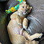 puppy, dog, pet, sleepy, couch, leather, toy, relaxed, fur, cute, small, laying_down, indoor, animal, young, whiskers, paw, nose, ears, belly