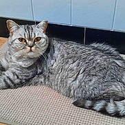 Utah a rejoint le concours — aidez-le/la à gagner de superbes lots ! cat, tabby_cat, gray_cat, pet, animal, floor_mat, wooden_floor, indoor, relaxed, lying_down, fur, whiskers, tail, ears, eyes, home, cozy, domestic_cat, quiet, resting