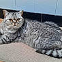 cat, tabby_cat, gray_cat, pet, animal, floor_mat, wooden_floor, indoor, relaxed, lying_down, fur, whiskers, tail, ears, eyes, home, cozy, domestic_cat, quiet, resting