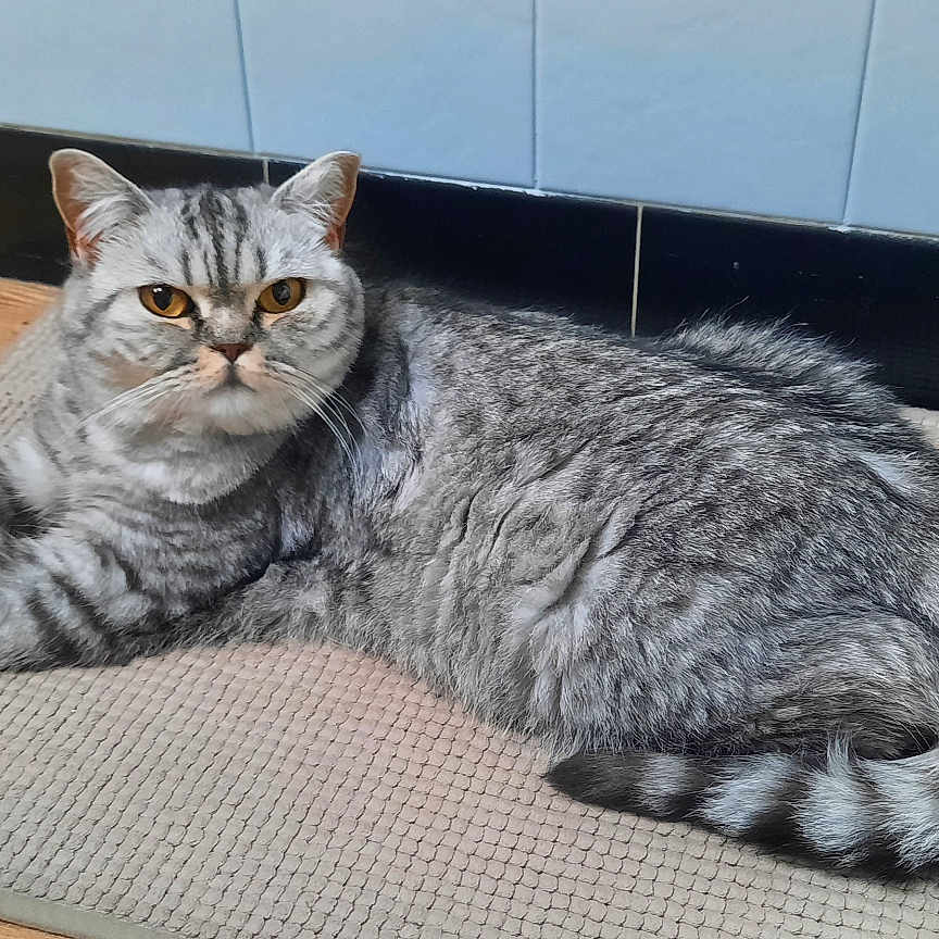 Utah a rejoint le concours — aidez-le/la à gagner de superbes lots ! animal, cat, cozy, domestic_cat, ears, eyes, floor_mat, fur, gray_cat, home, indoor, lying_down, pet, quiet, relaxed, resting, tabby_cat, tail, whiskers, wooden_floor