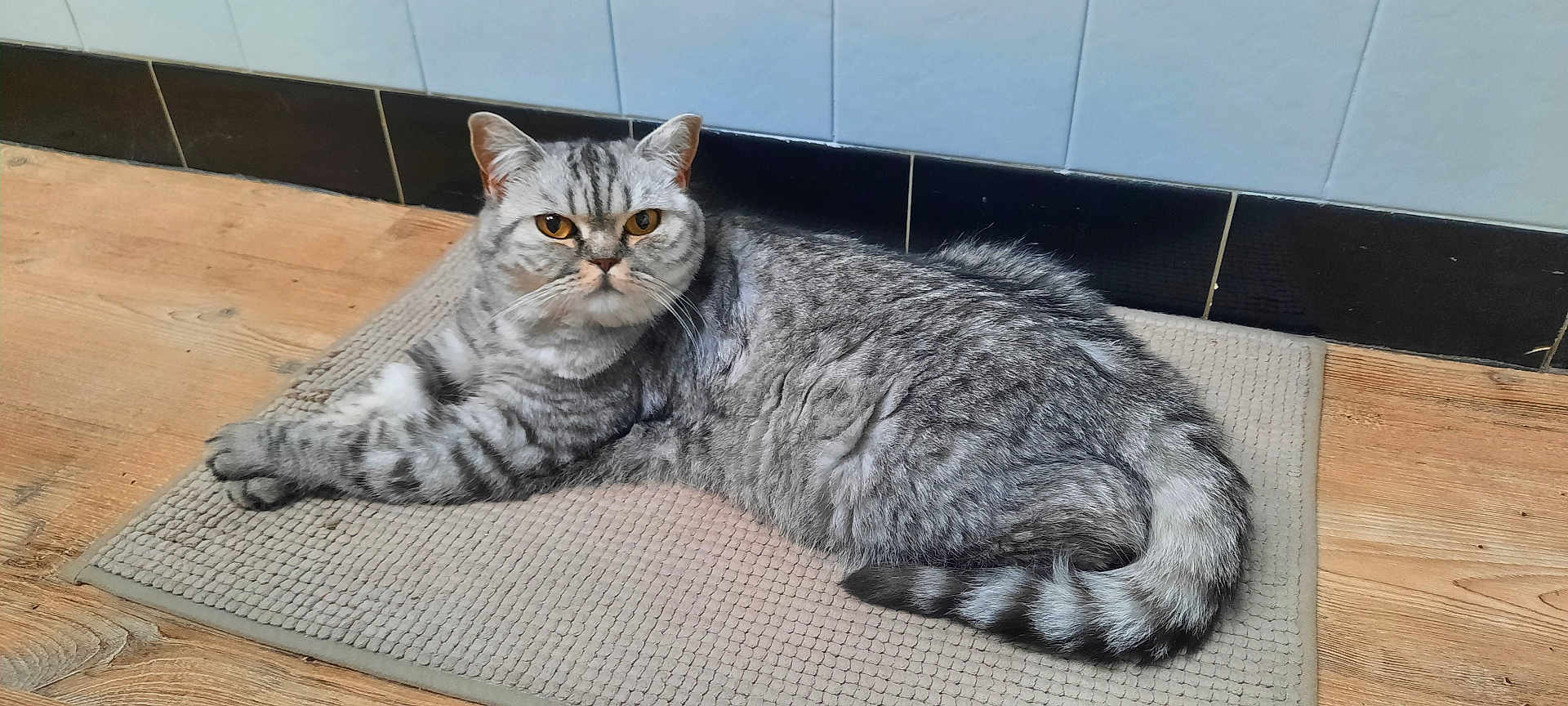Utah a rejoint le concours — aidez-le/la à gagner de superbes lots ! cat, tabby_cat, gray_cat, pet, animal, floor_mat, wooden_floor, indoor, relaxed, lying_down, fur, whiskers, tail, ears, eyes, home, cozy, domestic_cat, quiet, resting