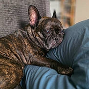 Doofy a rejoint le concours — aidez-le/la à gagner de superbes lots ! animal, brindle, closeup, comfortable, companion, couch, cozy, dog, ears, expression, french_bulldog, fur, home, indoor, pet, pillow, portrait, relaxed, resting, snout