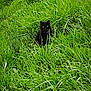 black_cat, cat, grass, greenery, outdoor, nature, animal, feline, wildlife, pet, field, sitting, eyes, fur, mammal, whiskers, alert, solitude, daylight, plant
