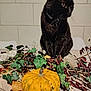 animal, autumn_leaves, black_cat, brown_leaves, cat, decor, domestic_cat, fall, feline, green_leaves, indoor, ivy, orange_pumpkin, pet, plant, pumpkin, sitting, table, wall, whiskers