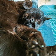 Réglisse participe au concours pour gagner de l'argent avec cette photo : black_cat, cat, pet, sleeping, paw, fur, close_up, indoor, sunlight, relaxation, lap, blue_jeans, cozy, whiskers, claws, feline, cute, domestic_animal, resting, home