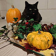 Malo participe au concours pour gagner de l'argent avec cette photo : black_cat, cat, pumpkin, autumn, fall_leaves, ivy, table, indoor, decor, plant, orange_pumpkin, green_leaves, wooden_table, tongue_out, pet, feline, holiday_decor, background_wall, domestic_cat, still_life