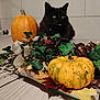 black_cat, cat, pumpkin, autumn, fall_leaves, ivy, table, indoor, decor, plant, orange_pumpkin, green_leaves, wooden_table, tongue_out, pet, feline, holiday_decor, background_wall, domestic_cat, still_life