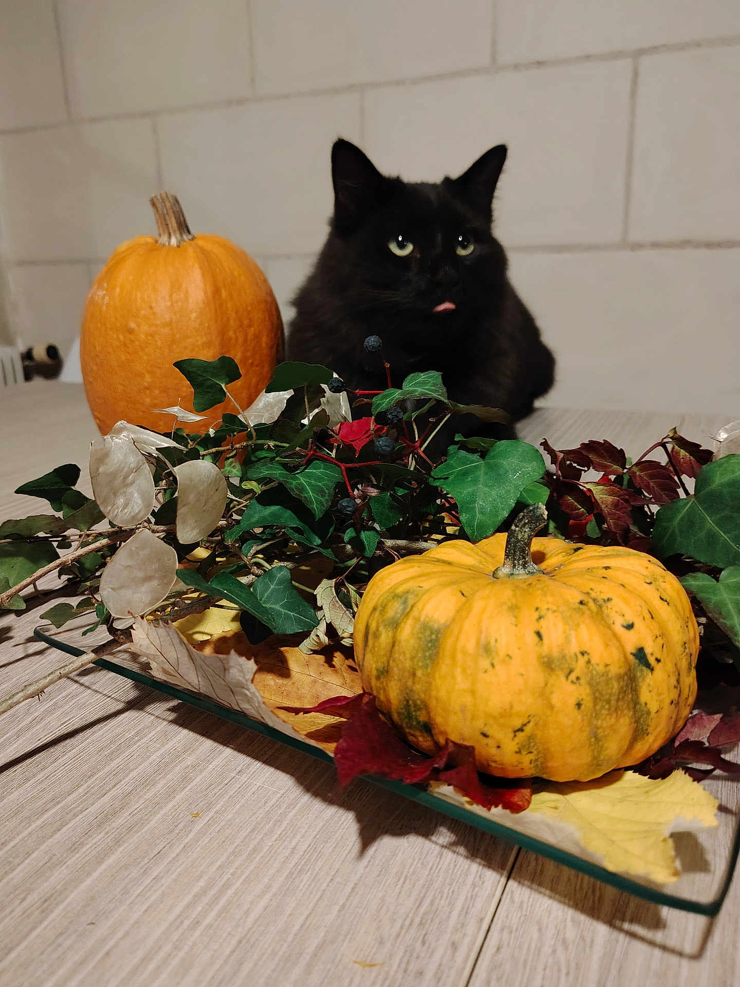 Malo participe au concours pour gagner de l'argent avec cette photo : black_cat, cat, pumpkin, autumn, fall_leaves, ivy, table, indoor, decor, plant, orange_pumpkin, green_leaves, wooden_table, tongue_out, pet, feline, holiday_decor, background_wall, domestic_cat, still_life