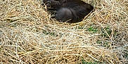 Malo participe au concours pour gagner de l'argent avec cette photo : cat, black_cat, straw, hay, barn, animal, outdoor, resting, fur, yellow_eyes, nature, rural, cozy, nest, grass, wood, rustic, pet, quiet, relaxation