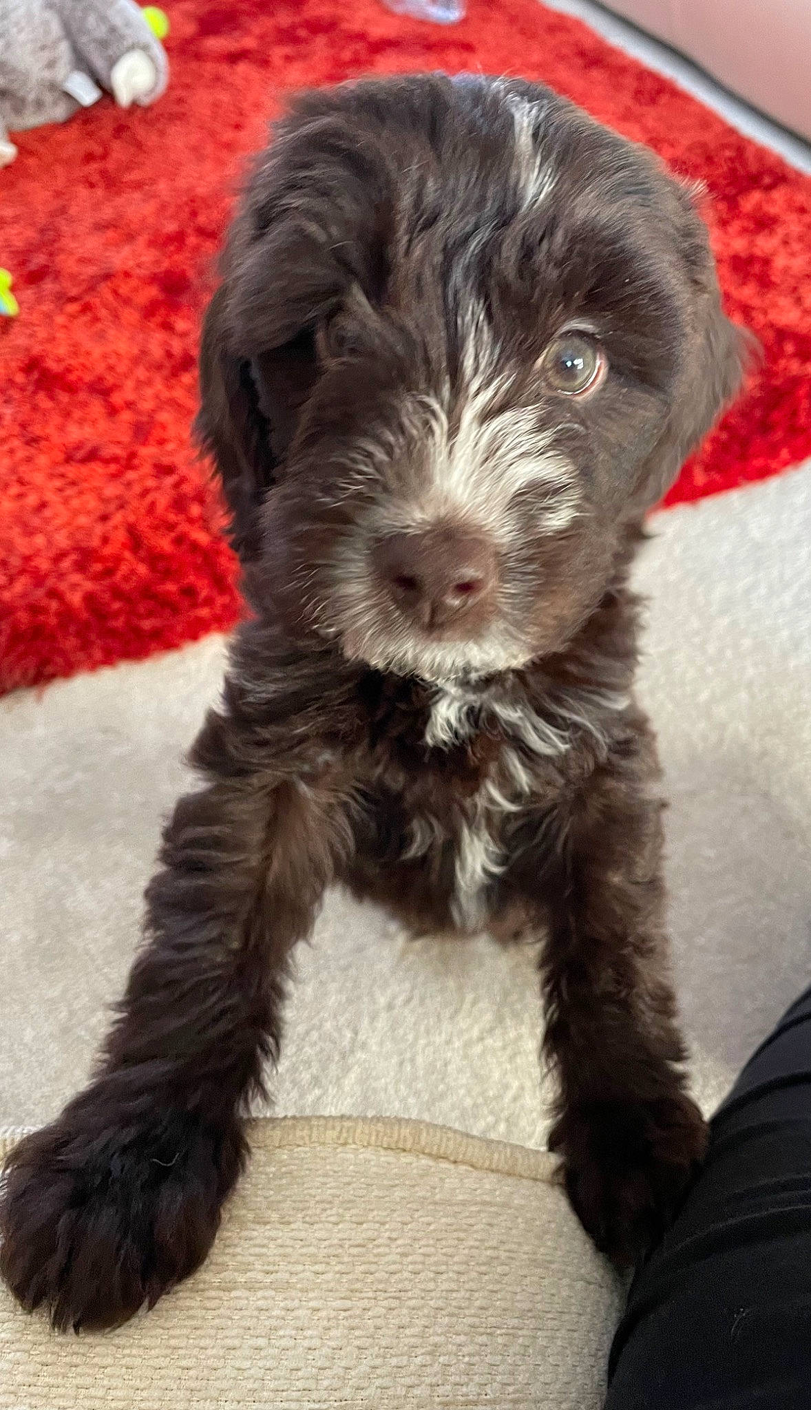 Cooper joined the competition — help win amazing prizes! canidae, carnivore, companion_dog, dog, dog_breed, dog_collar, fur, hat, liver, maltepoo, non_sporting_group, small_terrier, snout, sporting_group, terrestrial_animal, terrier, toy_dog, water_dog, working_animal