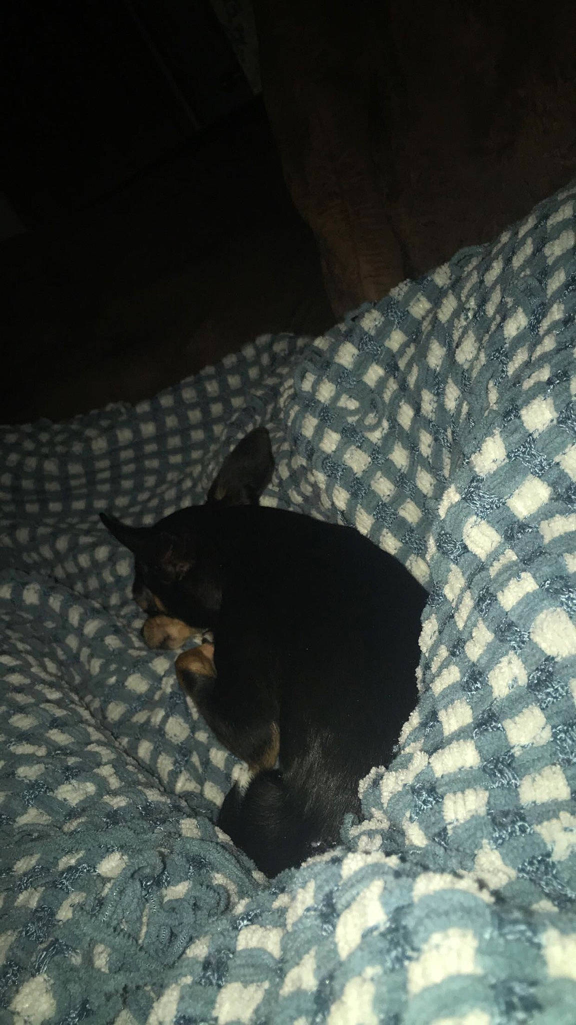 Carlos is registered to the contest to win money with this photo: black, canidae, carnivore, cat, dobermann, dog, dog_breed, felidae, guard_dog, miniature_pinscher, pinscher, tail