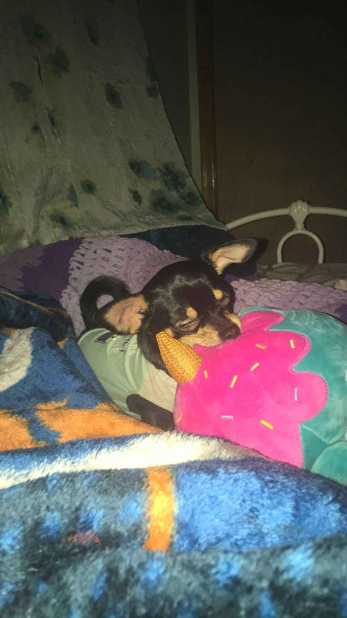 Carlos is registered to the contest to win money with this photo: canidae, carnivore, dobermann, dog, dog_breed, guard_dog, miniature_pinscher, pinscher, rottweiler, toy_dog