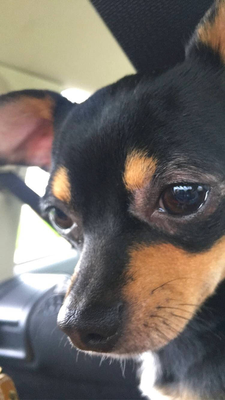 Carlos is registered to the contest to win money with this photo: canidae, carnivore, chihuahua, dog, dog_breed, english_toy_terrier, german_pinscher, mammal, manchester_terrier, miniature_pinscher, nose, pinscher, prazsky_krysarik, puppy, snout, toy_dog, toy_fox_terrier, toy_manchester_terrier, vertebrate, whiskers